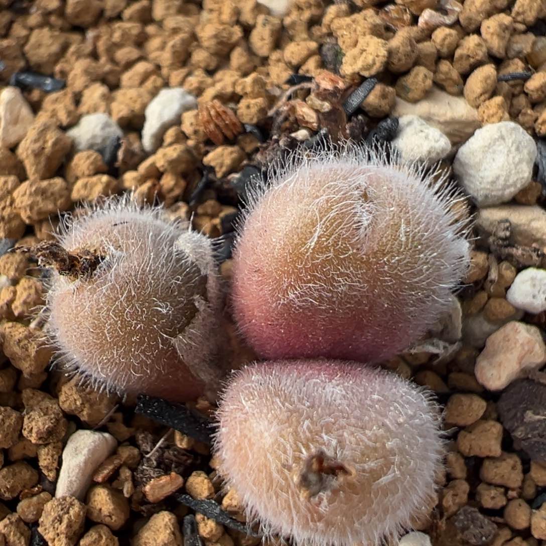 85多肉植物百科知识