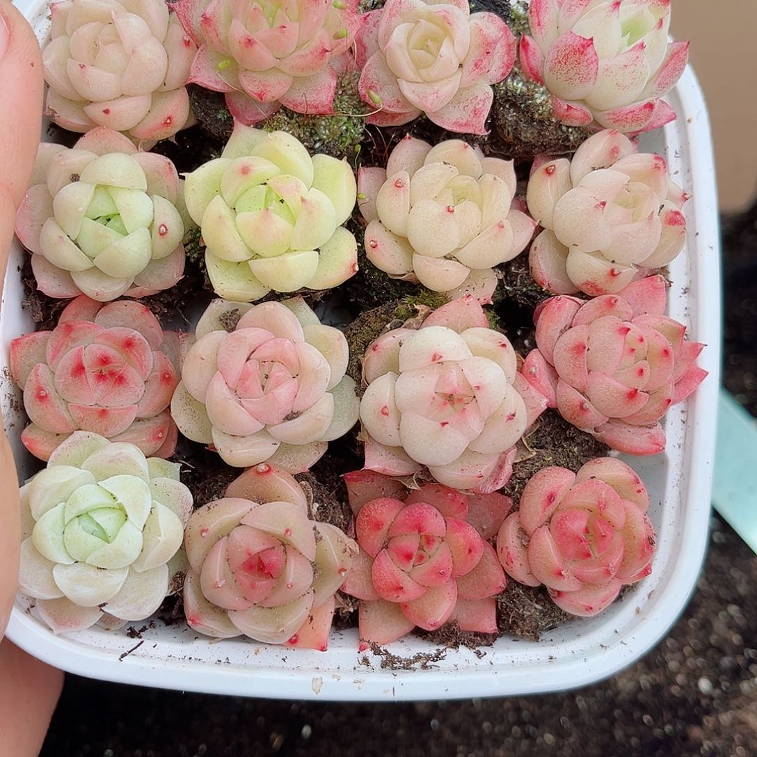 1-802 新疆西藏内蒙不发12.8包邮2-3公分多肉