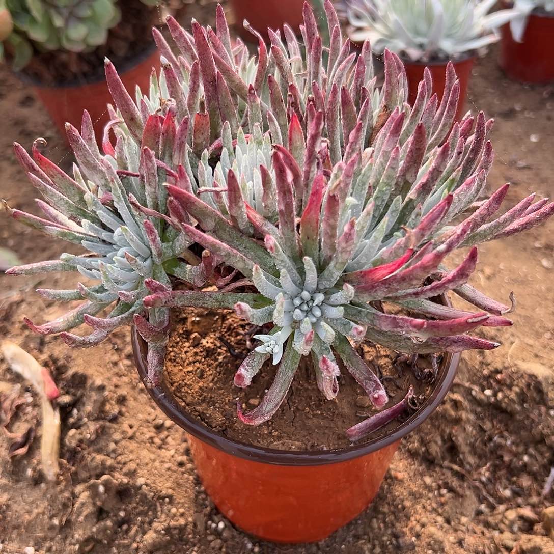 多肉植物爱杜丽丝