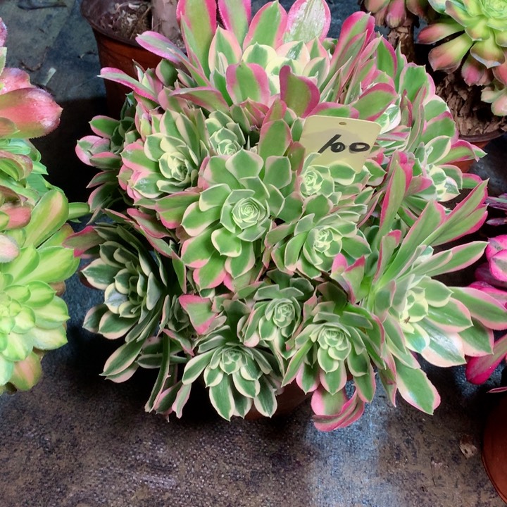 100白凤多肉一物一拍～