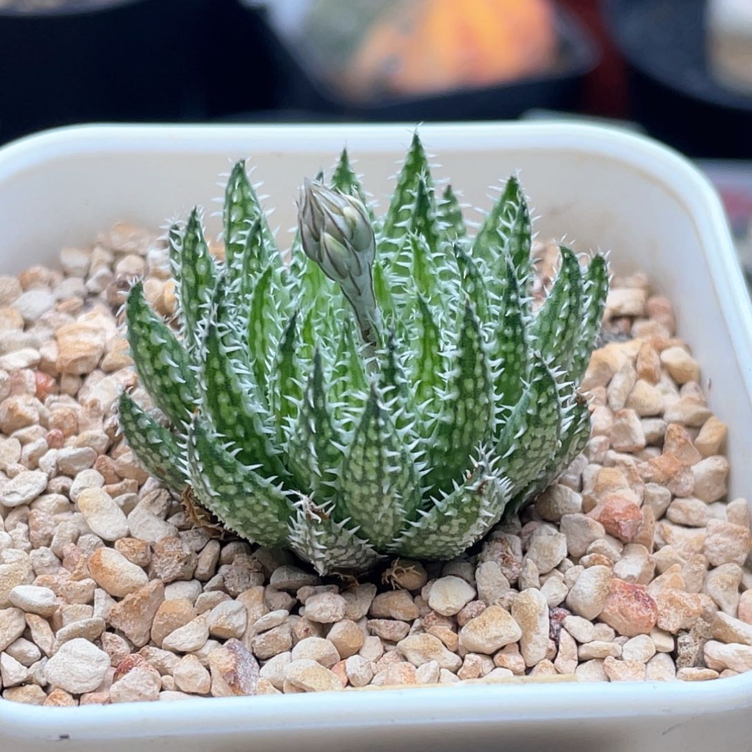 实生原始龙角 致远多肉