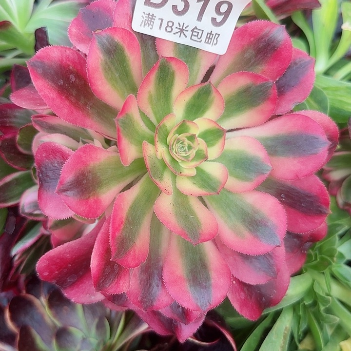 多肉 粉女巫诺肉法师