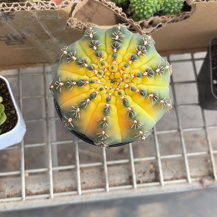 用***5我也不知道我为什么要这样