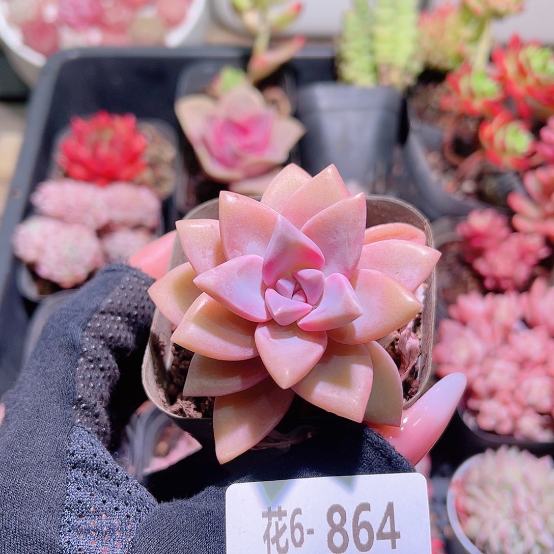 花利美6-864淡雪