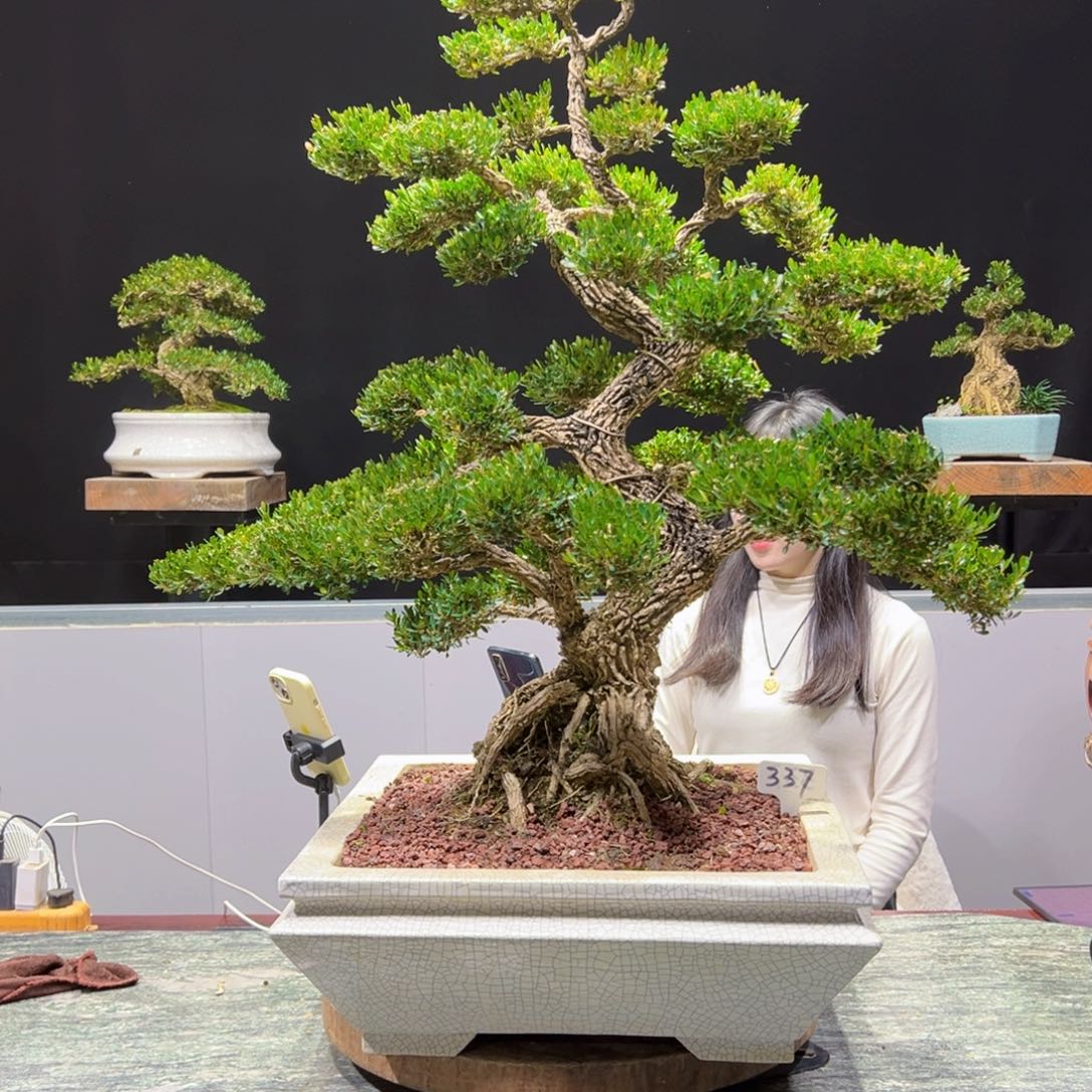 四季常青老桩黄杨盆景