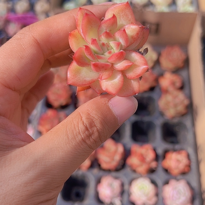 红灵魂精品多肉植物