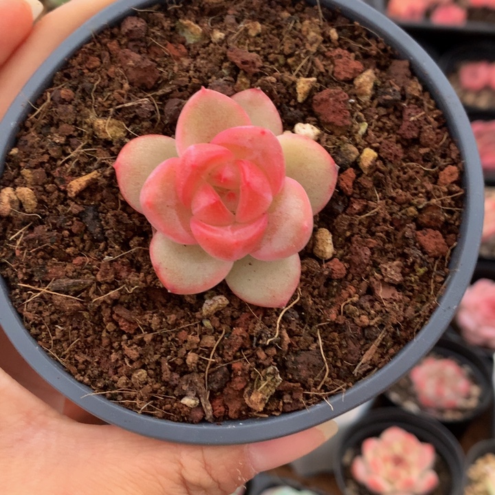 子播珍妮一物一拍