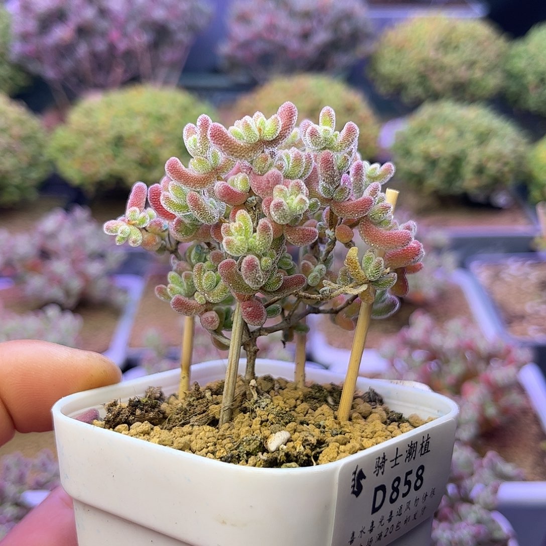 858优选冰晶枝干番杏