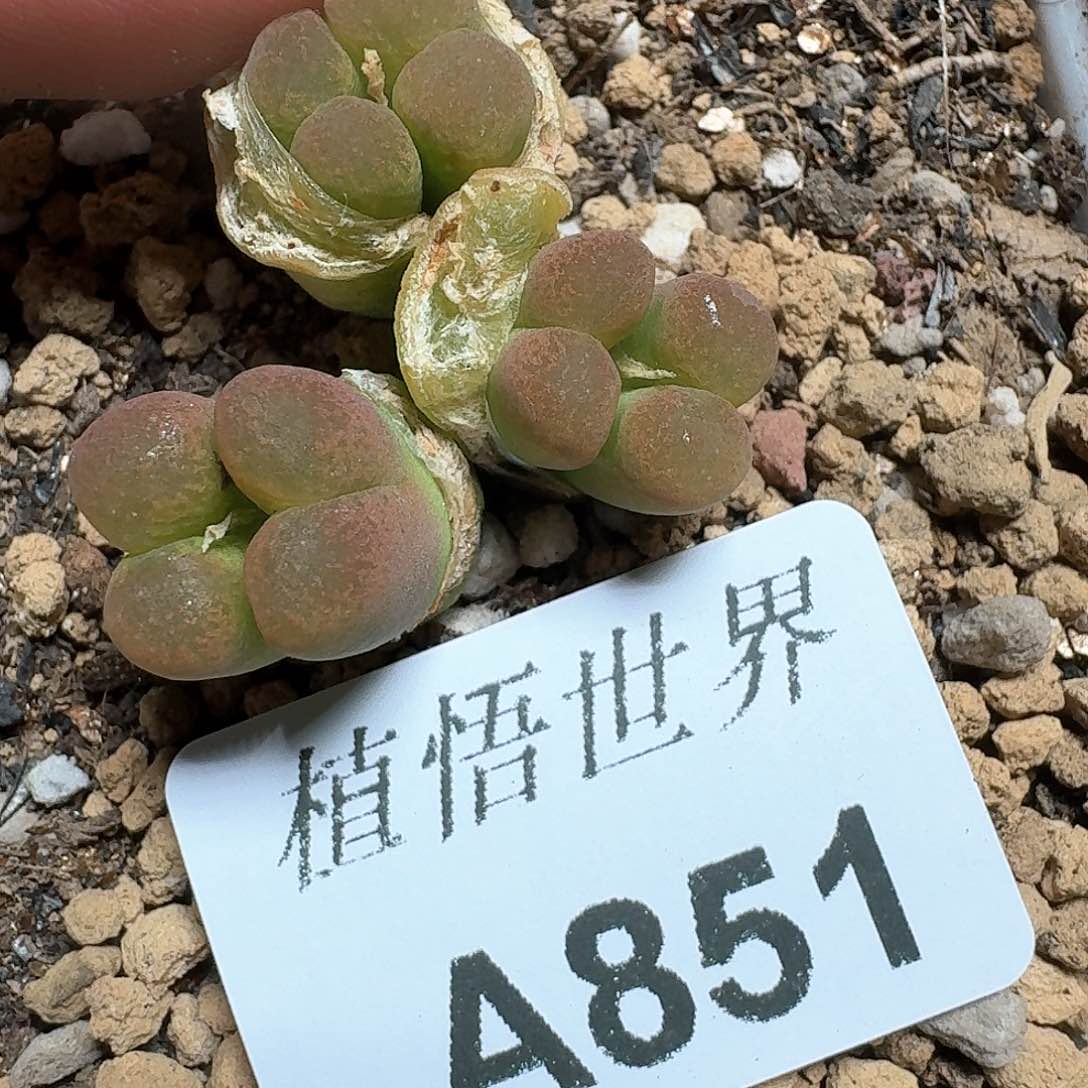851号多肉植物哇cf g