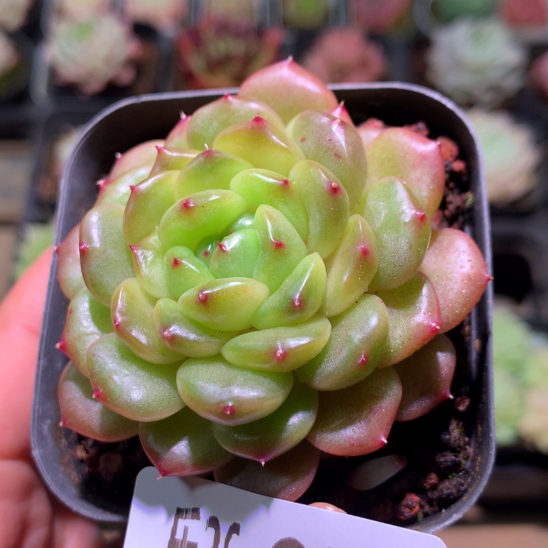 乐然26-95 灵翠单头 