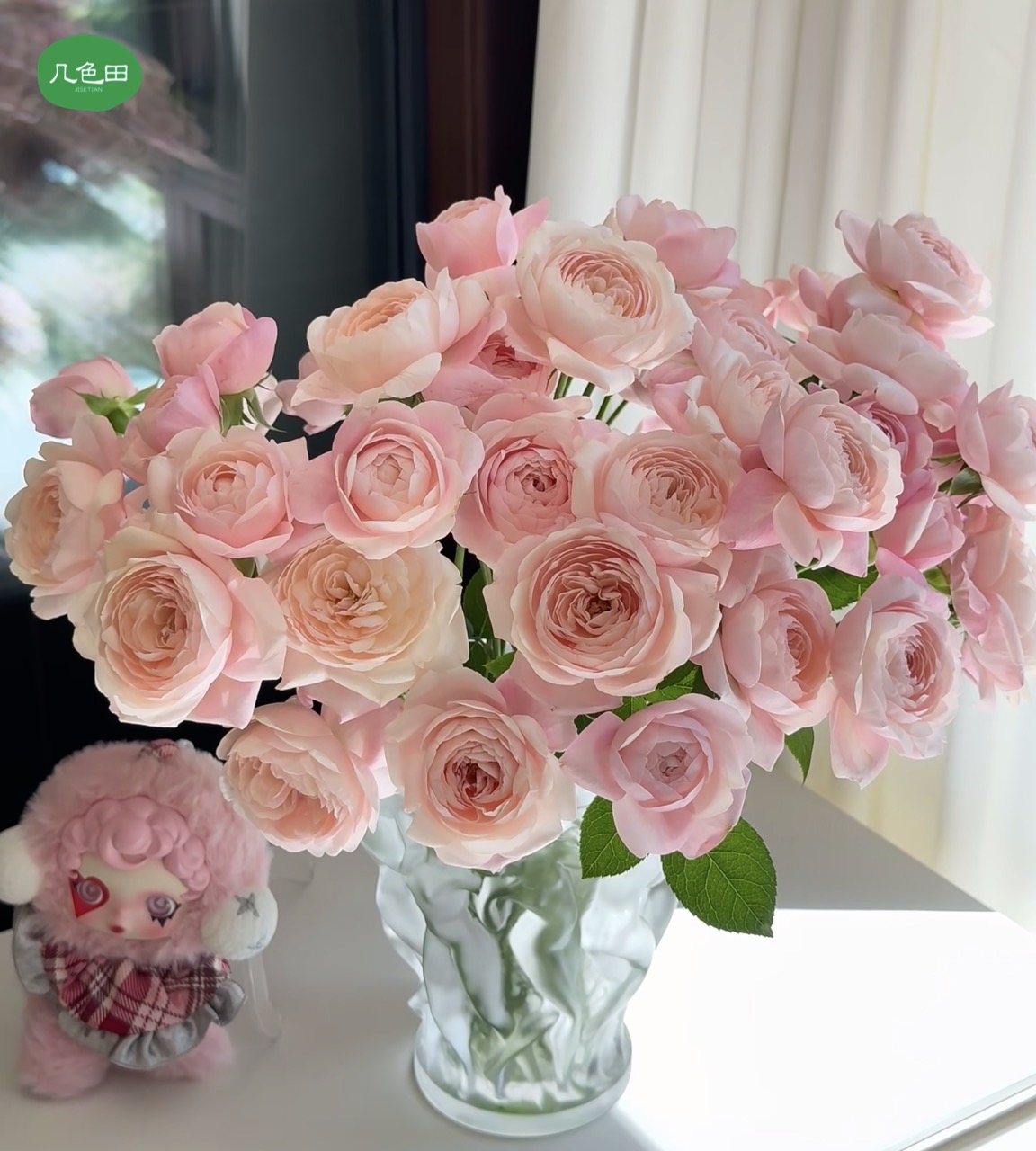 甜心奶芙----稀有多头玫瑰云南直发鲜花云南花插花鲜花 