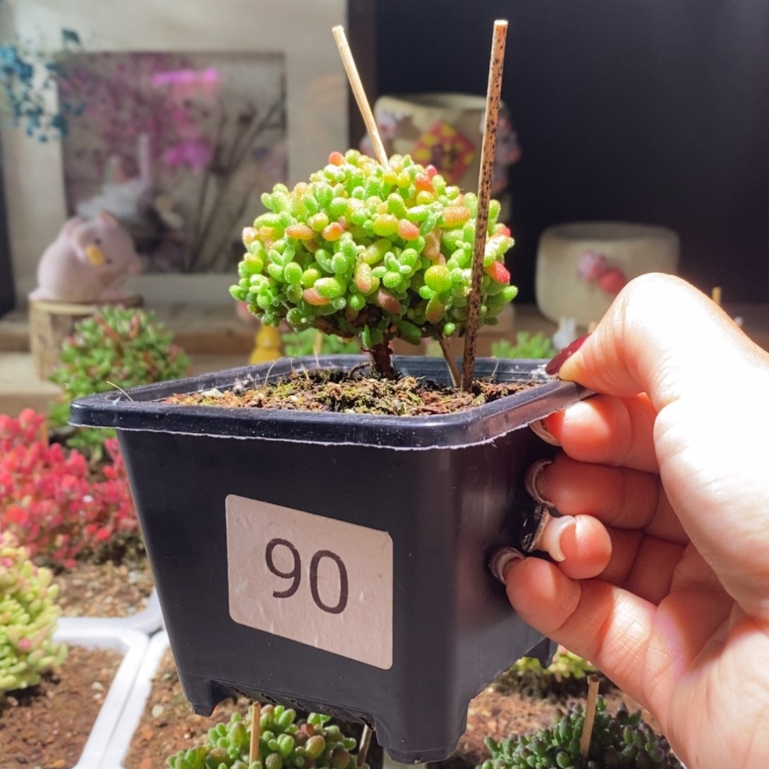 蜜橘带盆土发货一物一拍