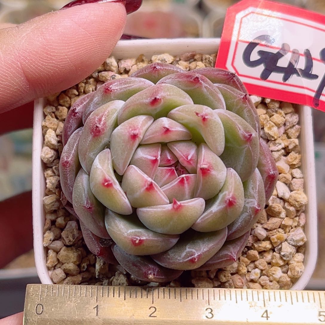 G429一物一拍 雪花珍妮