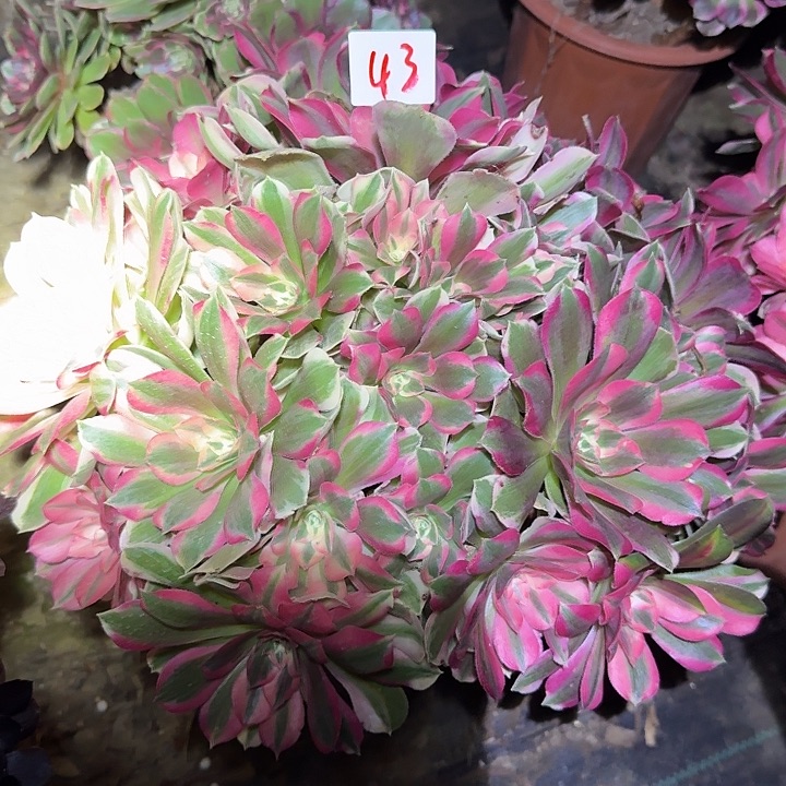 精品粉女巫老桩尾货清仓43