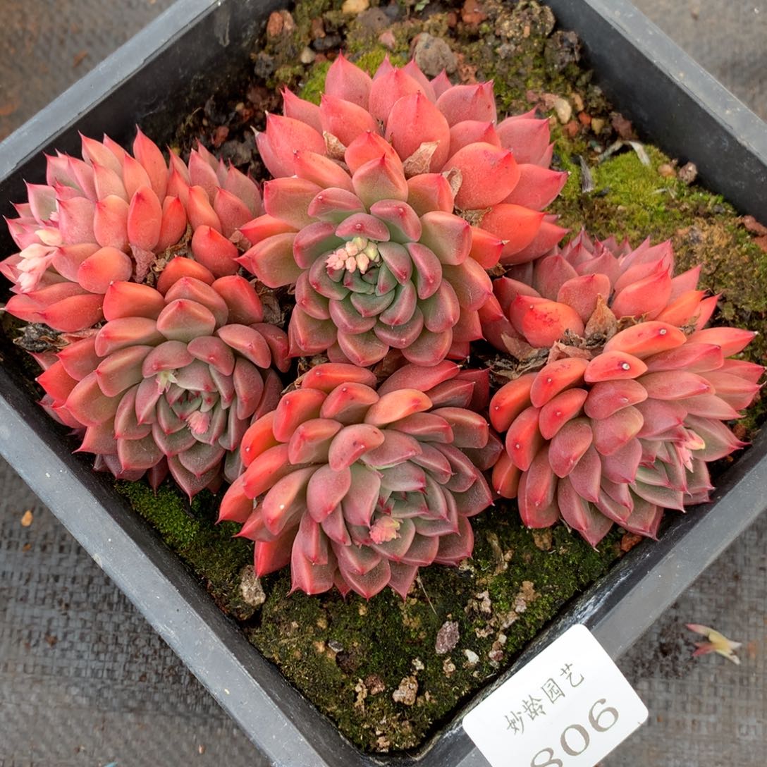 806杂交多肉14厘米