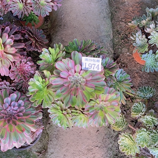 974花脸粉黛多肉植物