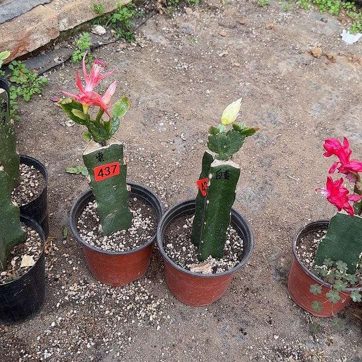 437+436嫁接蟹爪兰：索菲亚+白重