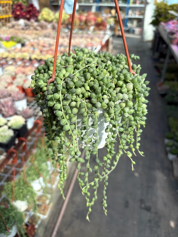 佛珠多肉11㎝盆 只发新疆一单包邮