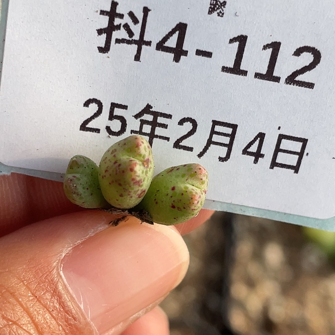 4-112斑马多肉植物
