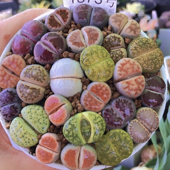 无花朵1373，9厘米盆彩色