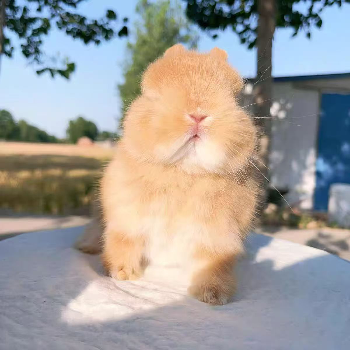 宠物兔活体侏儒兔迷你长不大垂耳兔小型家养宠物兔