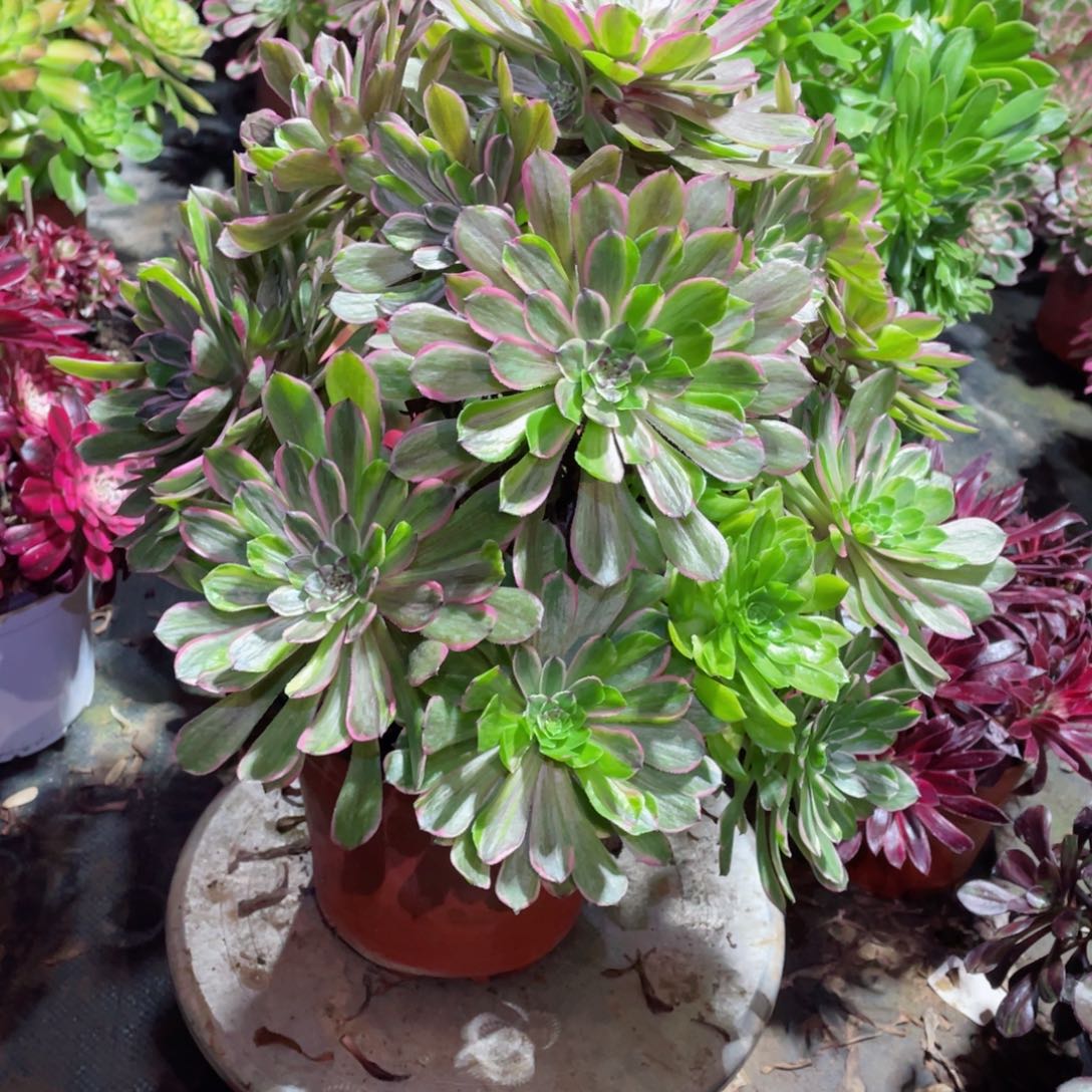 多肉植物粉黛647