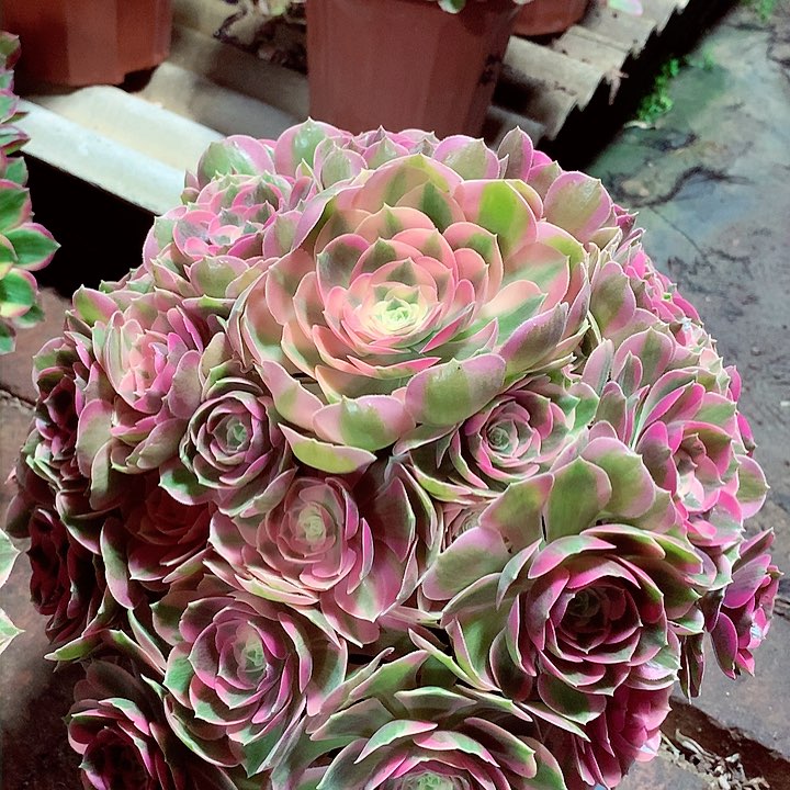 粉女郎，多肉植物