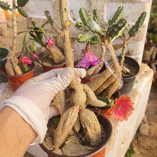 孙***云月之桂一颗脱土发货一颗