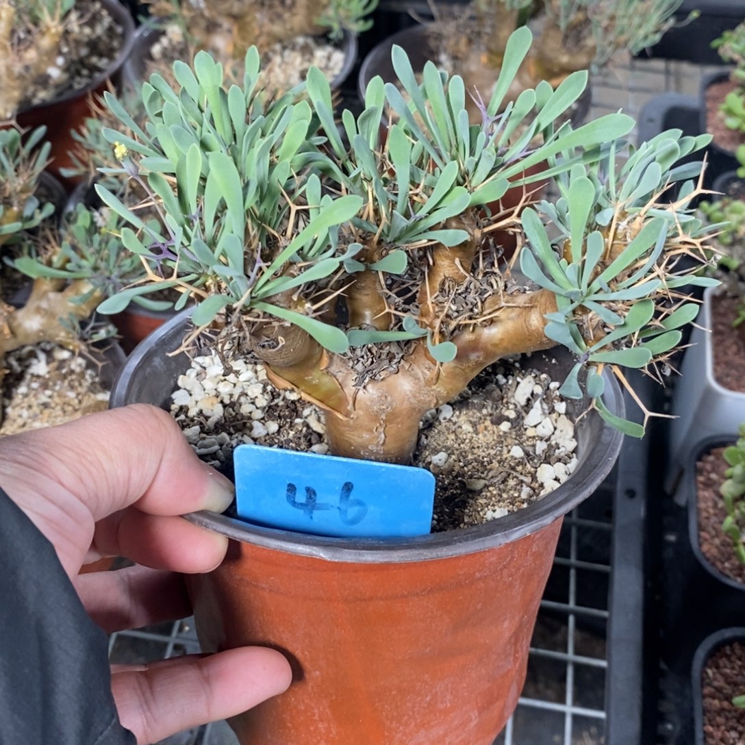 黑鬼殿厚炖菊多肉植物