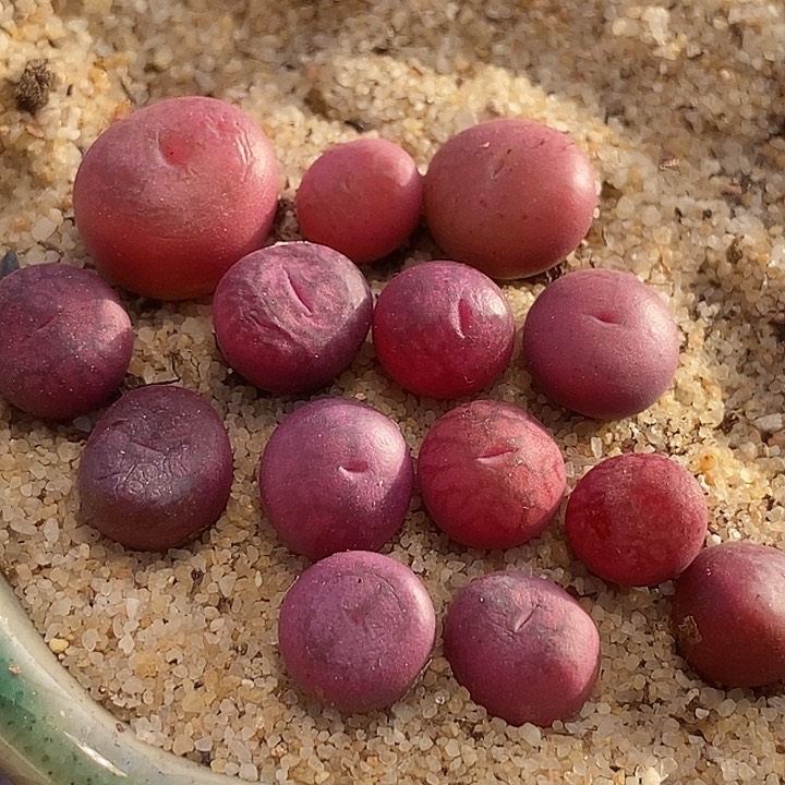 14525吕氏杂交样本一颗