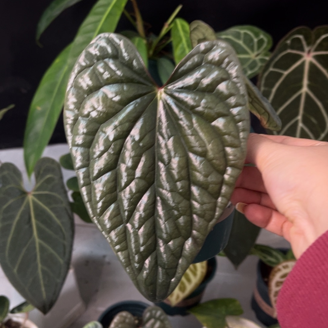 无花朵奢华侧芽7900）