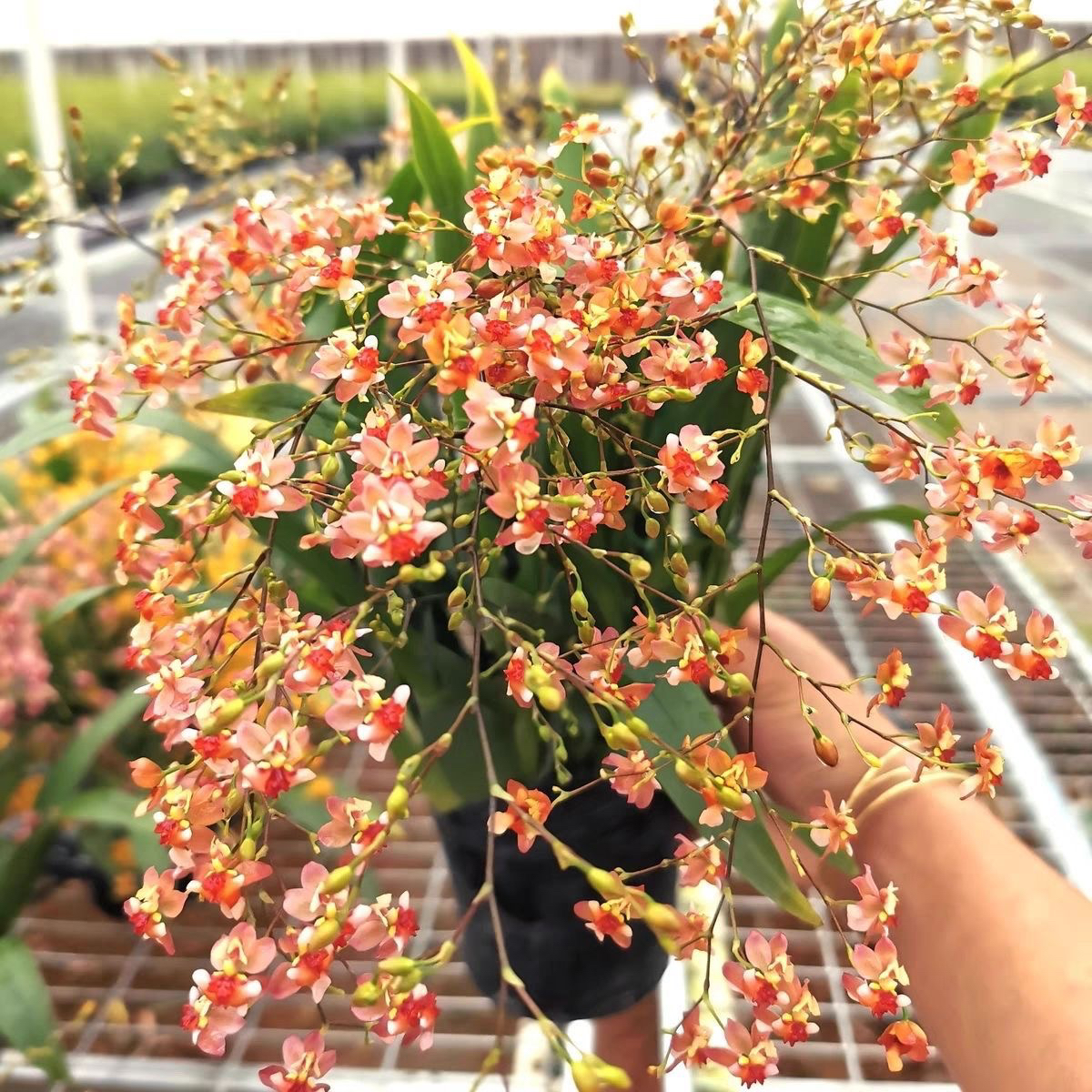 香槟粉梦香兰带花剑香味浓郁耐寒好养室内客厅文心兰盆栽花卉