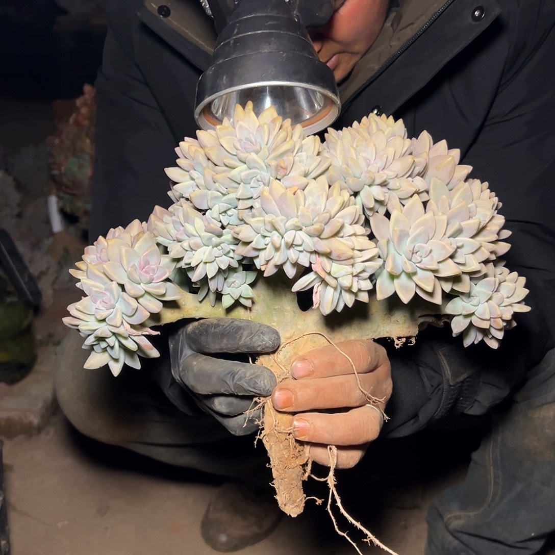 余***你淡雪多肉一物一拍