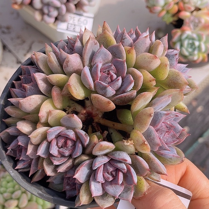 紫薰朵朵0931多肉植物