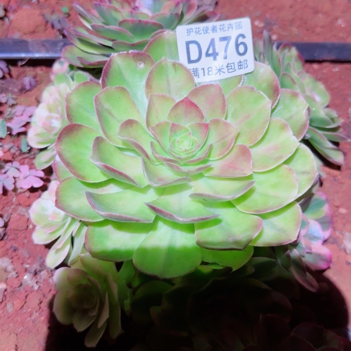 多肉法师雨和诺多
