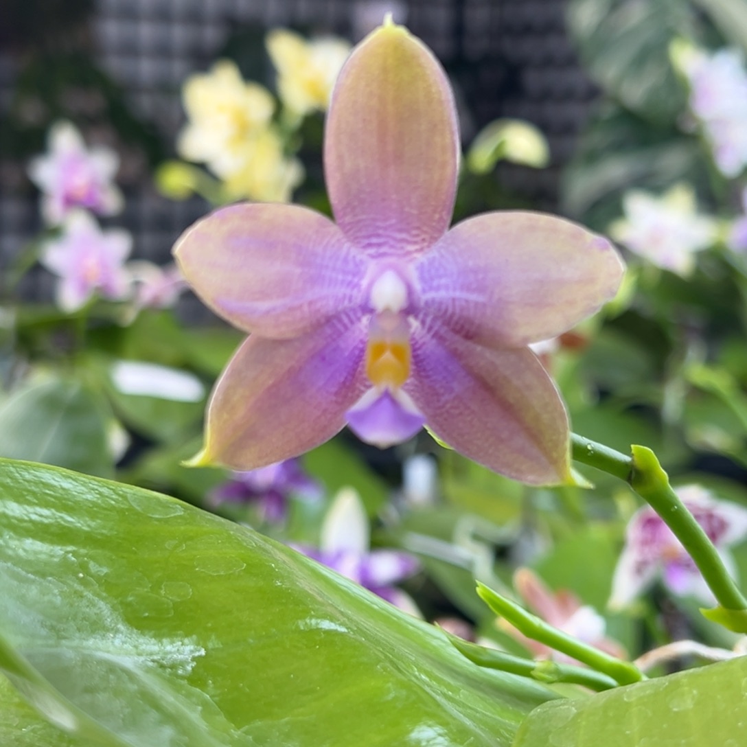 完全开放4号开播福利，68米，叶瑕