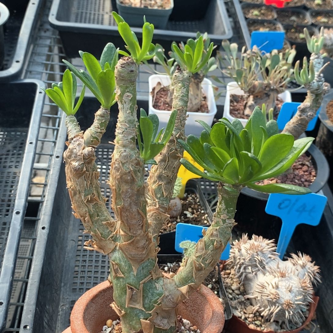 阿房宫多肉植物一个