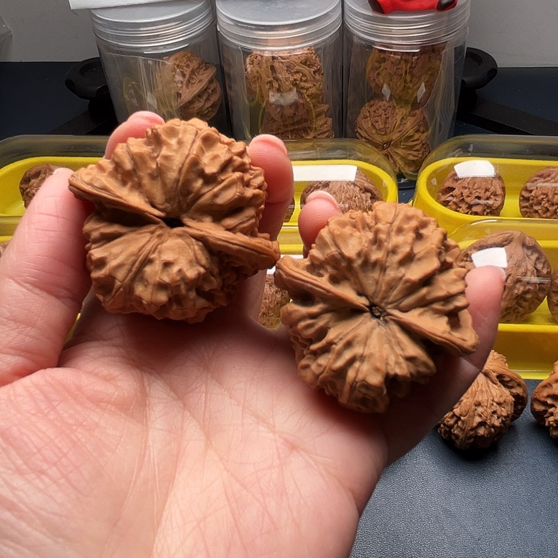 核桃46尺寸大官帽