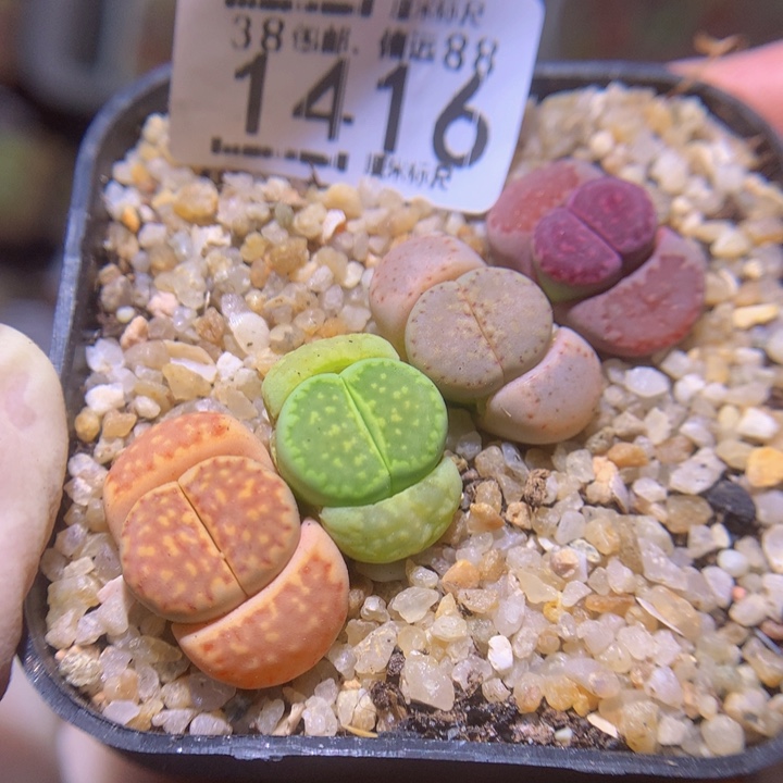 Sss精品生石花1416