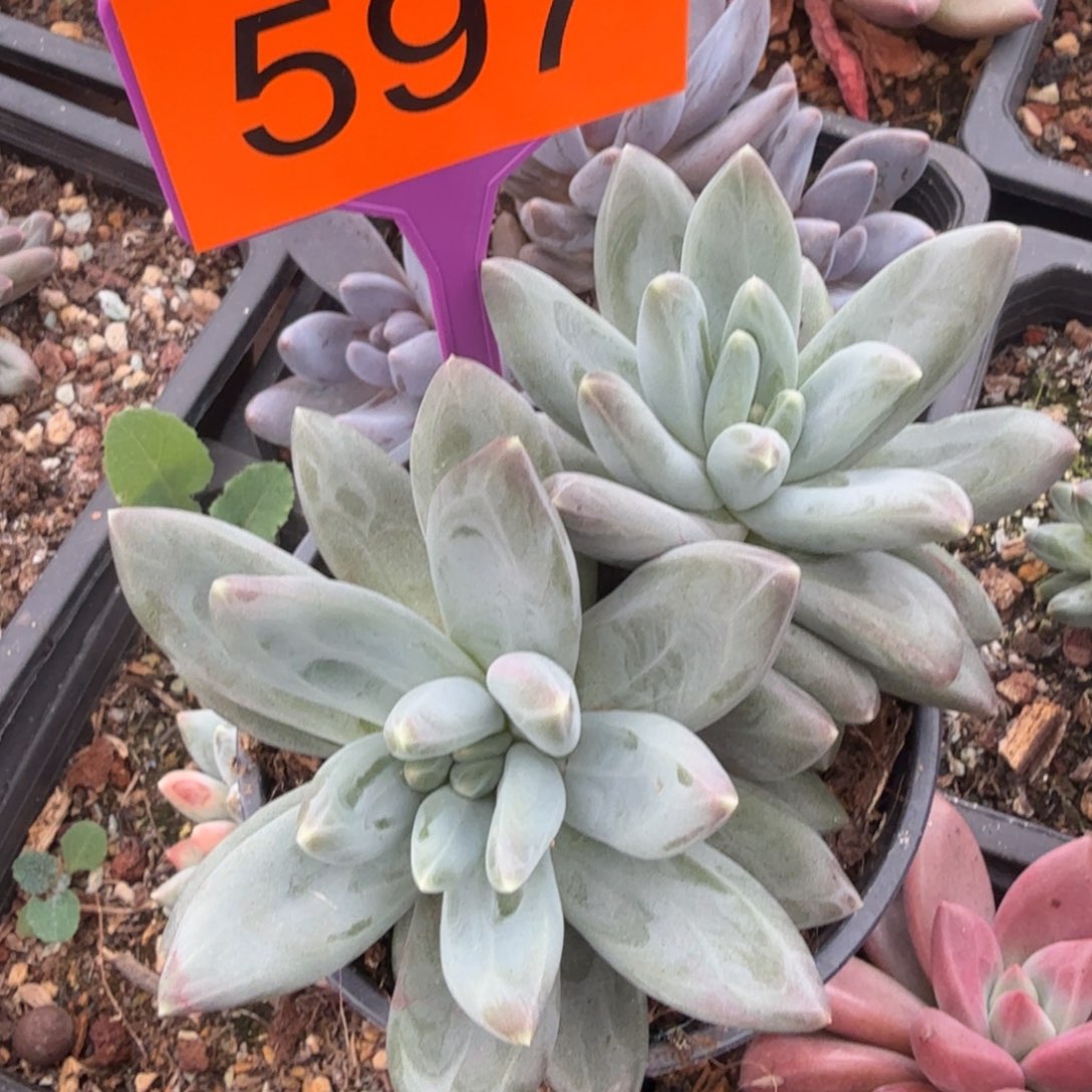 雪戴粒多肉植物597