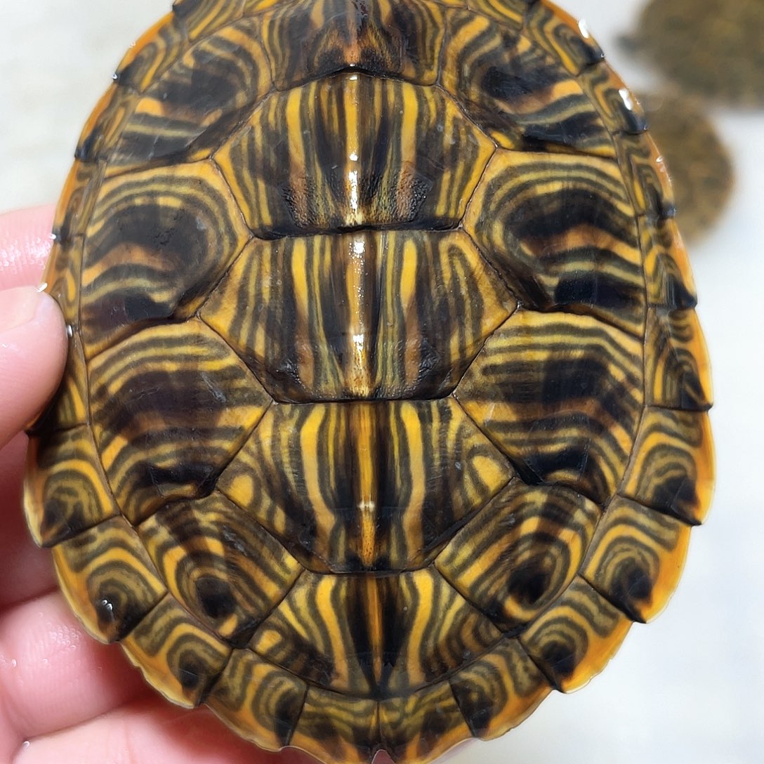 宠物龟不分公母8.3