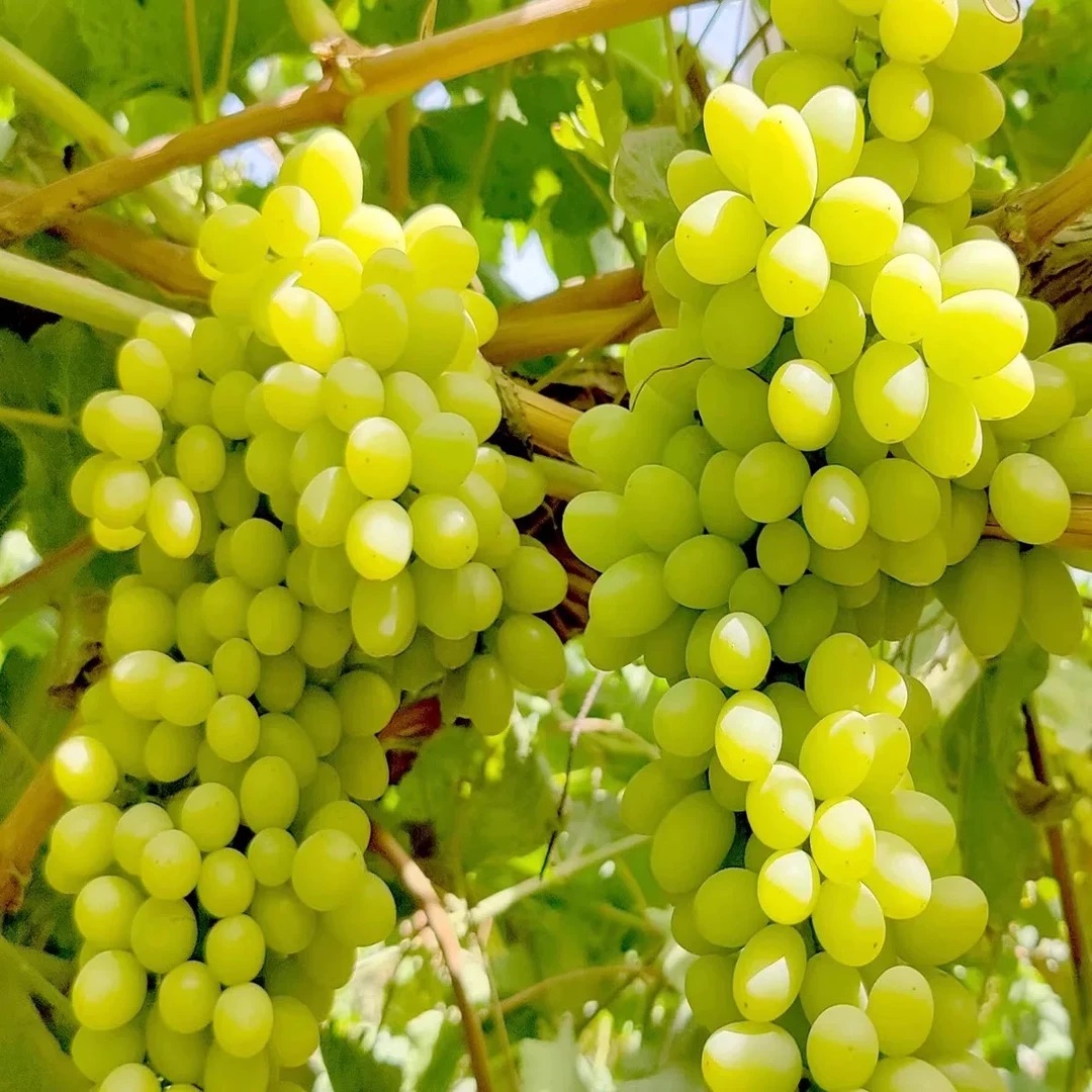 【顺丰明日达】8月3日发货。最新货物，正宗新疆无核白提子。甜度高新疆维吾尔自治区