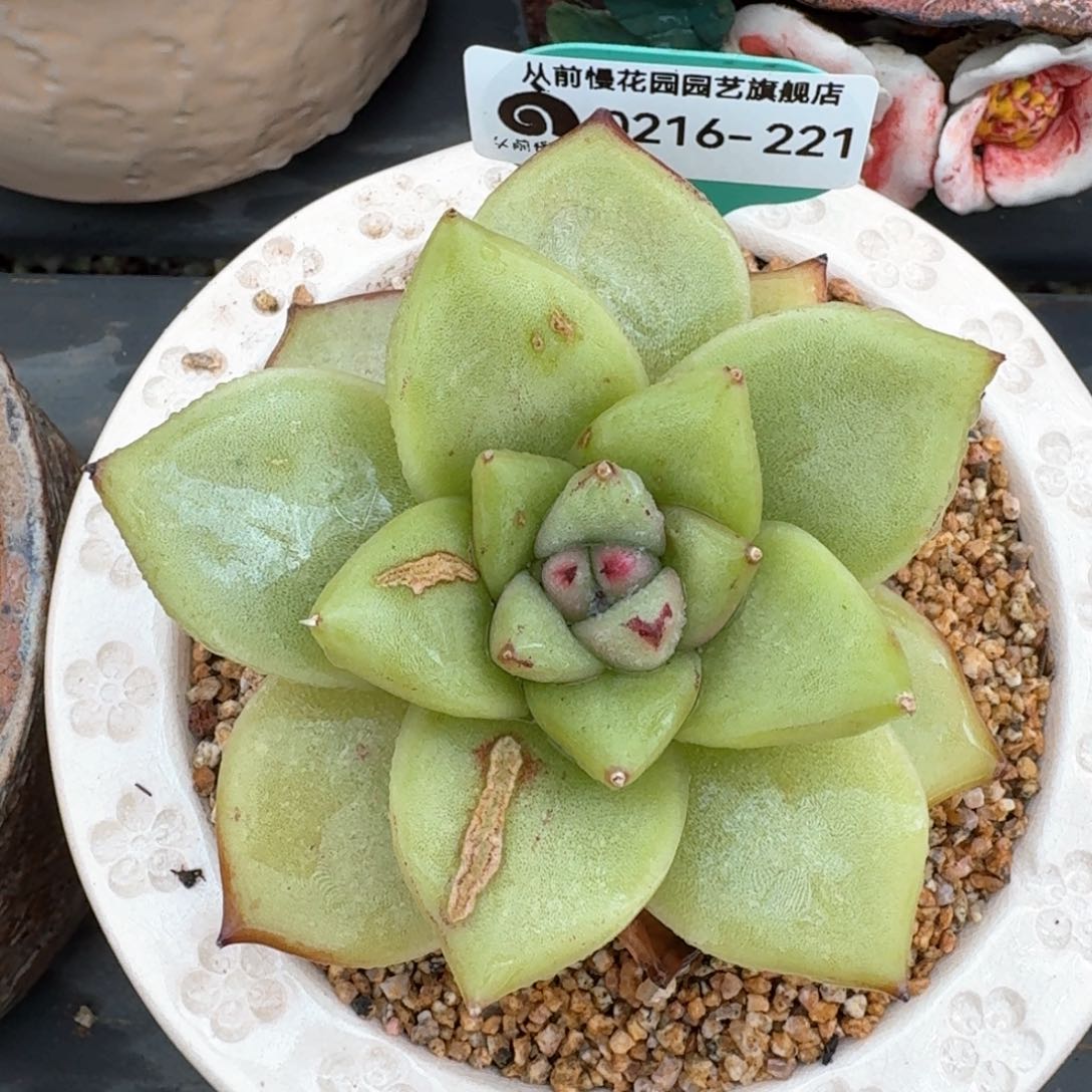 从前慢多肉精选编号0216.221