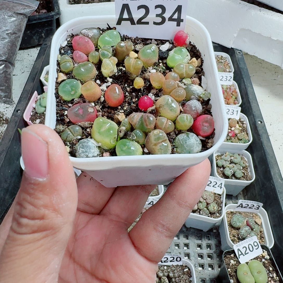 234多肉植物多肉植物