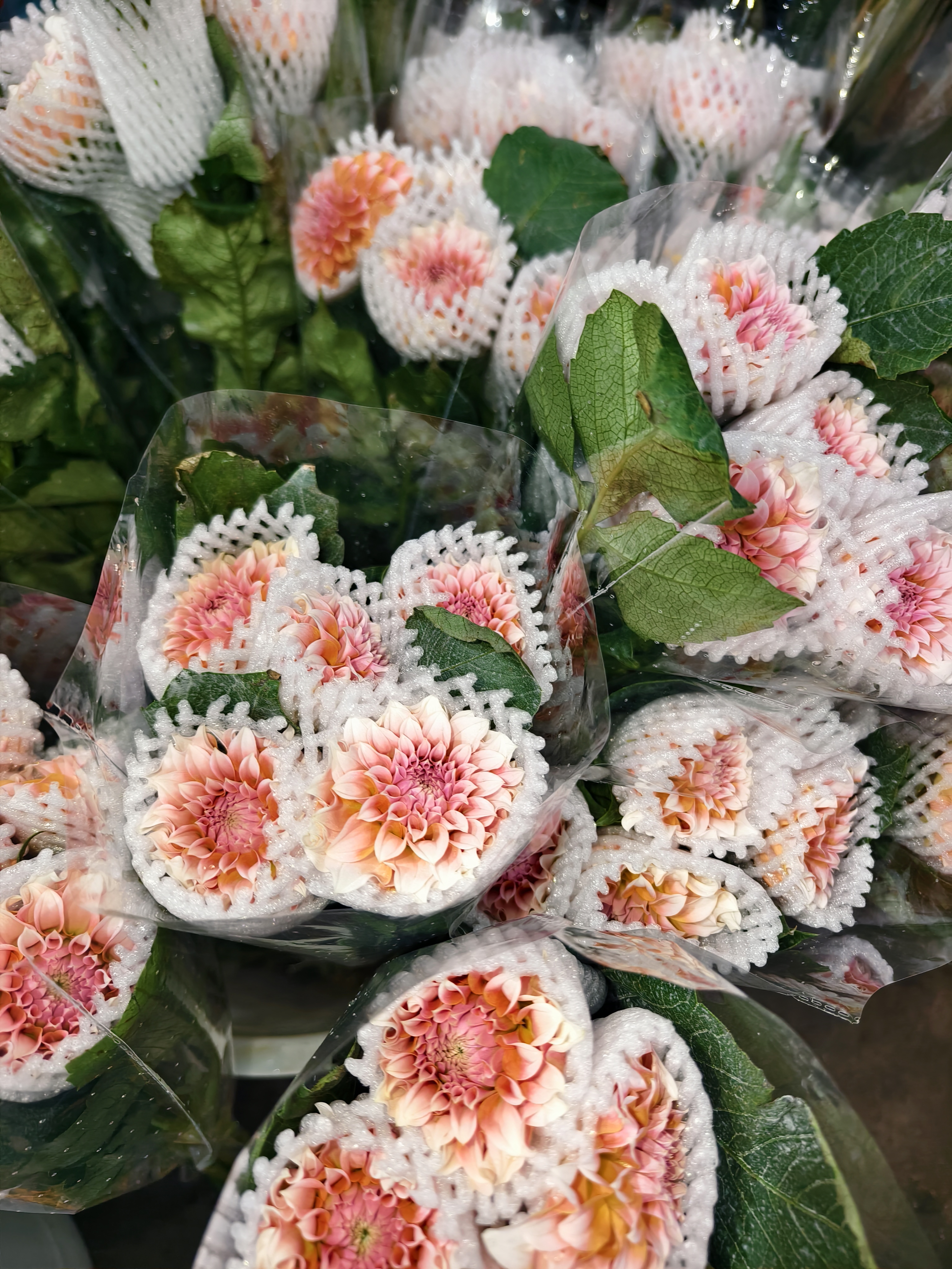 大丽花云南基地鲜花 当天现发 花期长