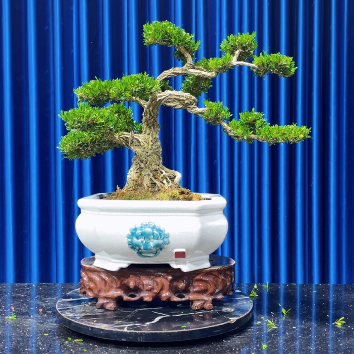 【闪购商品】广东雀舌黄杨盆景