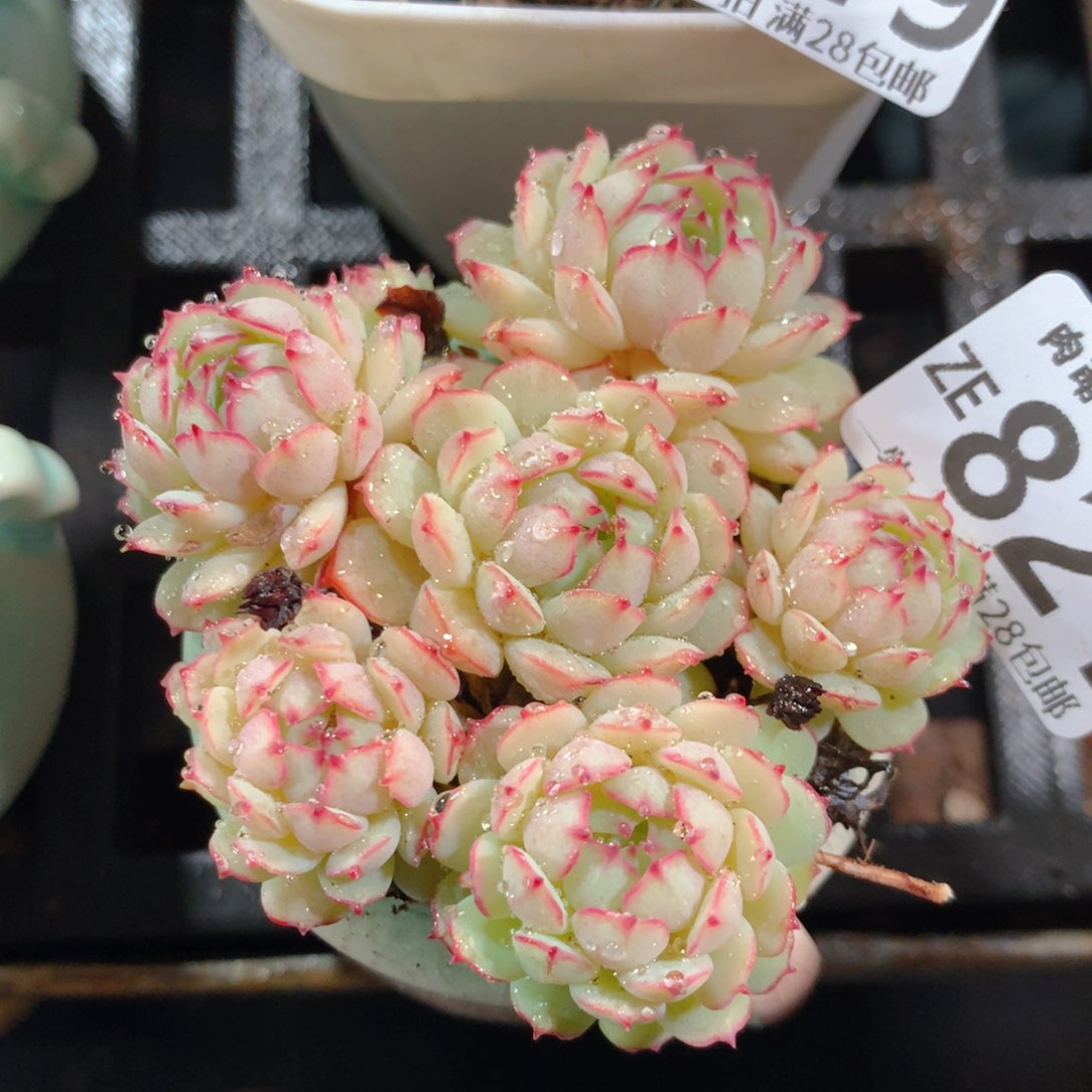 5CM拇指盆精控多肉ZE821