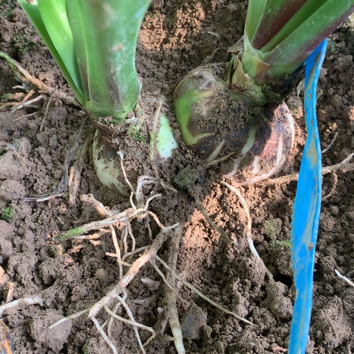 无花朵斯佳丽6+双胞胎