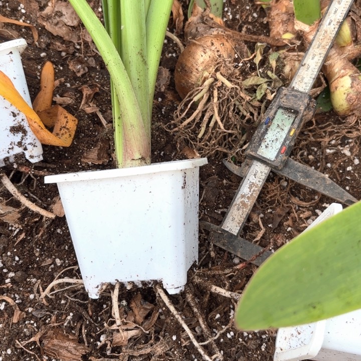 无花朵四****5恐龙妹原盆原土包对版4305