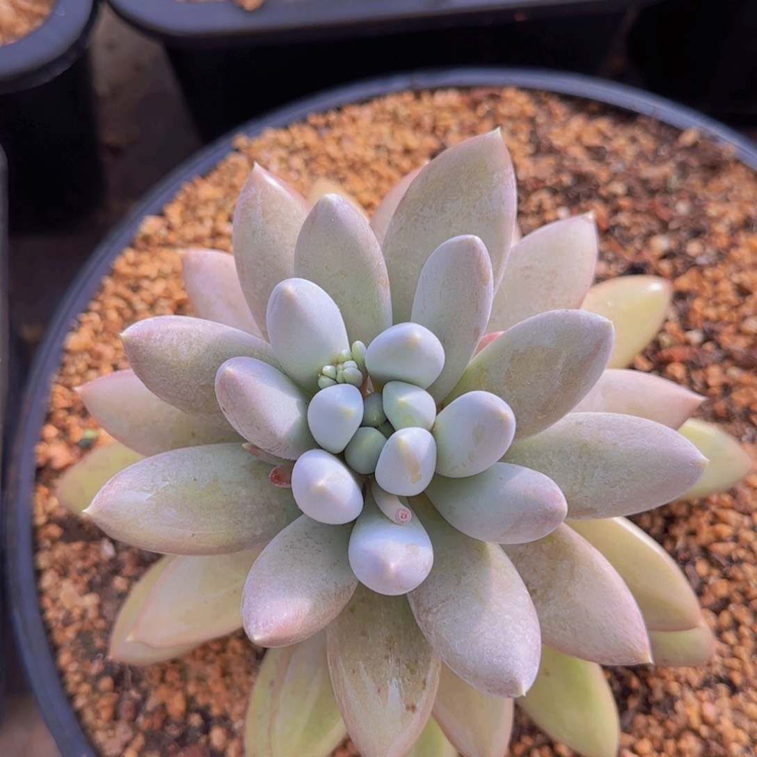 多肉植物多肉植物